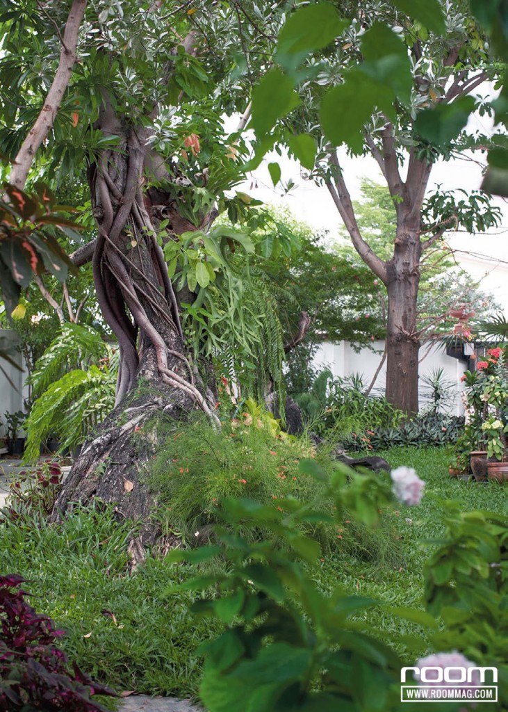 สวนหน้าบ้านผสมผสานระหว่างพรรณไม้ไทยซึ่งคุณแม่ชื่นชอบ และไม้ดอกต่างประเทศอย่างไฮเดรนเยีย ไม้ใหญ่อย่างต้นเสม็ดแดง และต้นกร่างแผ่กิ่งก้านสร้างความร่มรื่น
