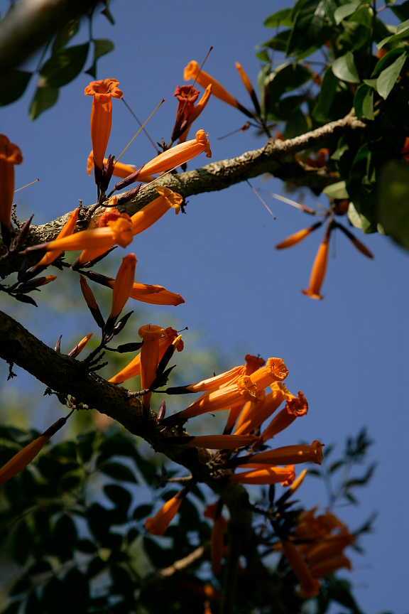 กาสะลองคำ ดอกไม้สีส้ม ต้นไม้ทนแดด