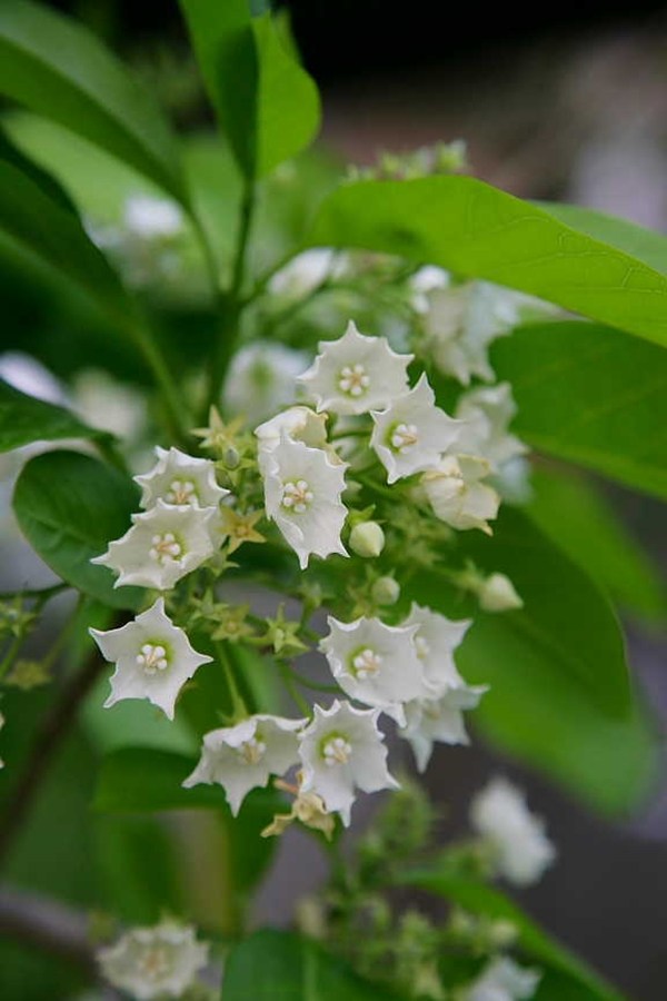 ชมนาด ไม้ไทยดอกหอม ดอกไม้สีขาวกลิ่นหอม 