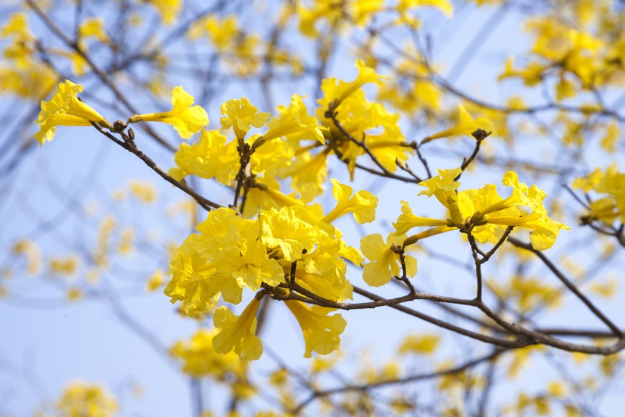 ต้นเหลืองปรีดียาธร ไม้ยืนต้น ดอกไม้สีเหลือง