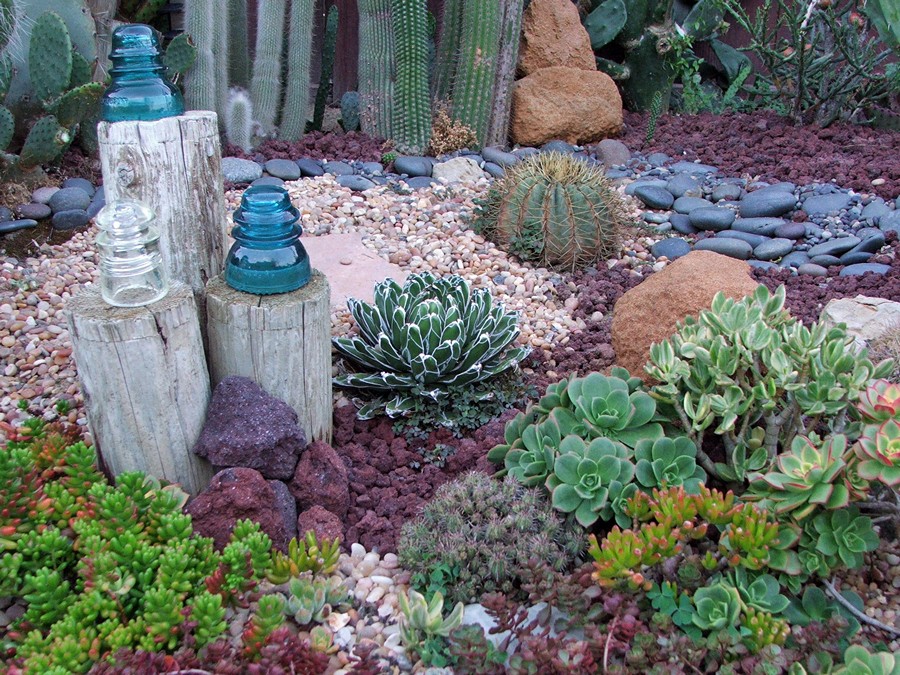cactus-succulent-garden