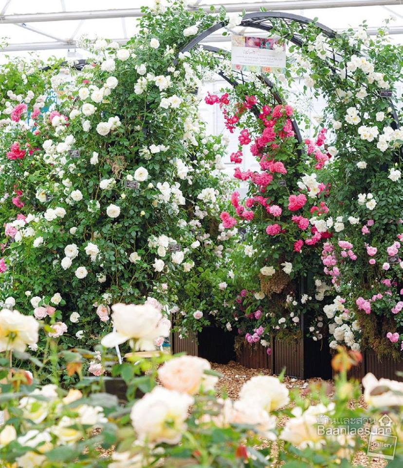 ไม้ดอกสีชมพู กุหลาบอังกฤษ