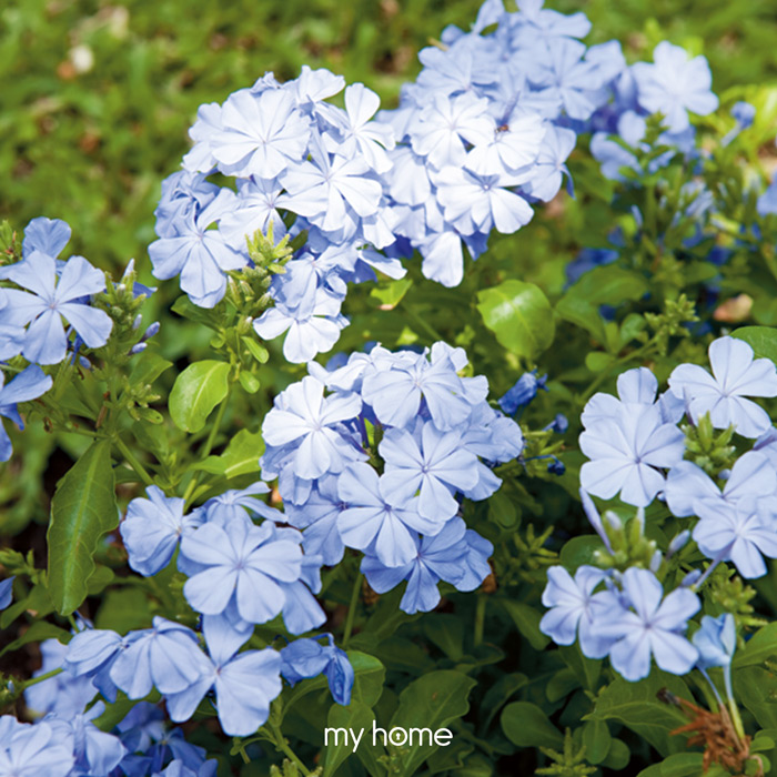 พยับหมอก ดอกไม้สีฟ้า