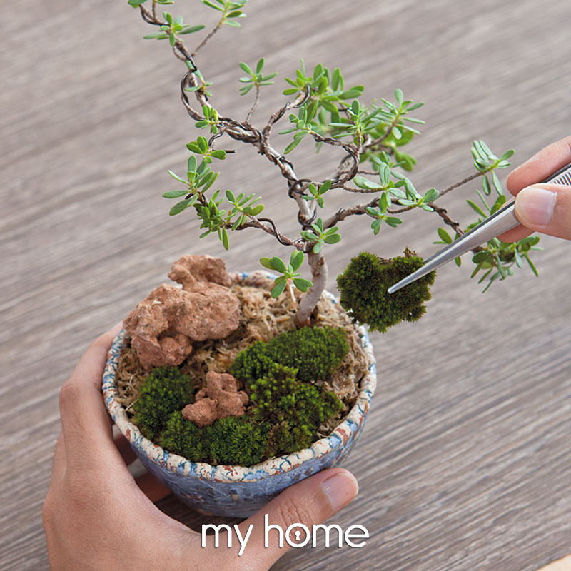 ต้นไม้ขนาดเล็ก บอนไซจิ๋ว minibonsai bonsai บอนไซญี่ปุ่น บอนไซ