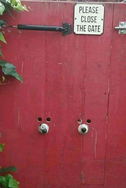ช่องแอบมองทางประตูของหมาแมว