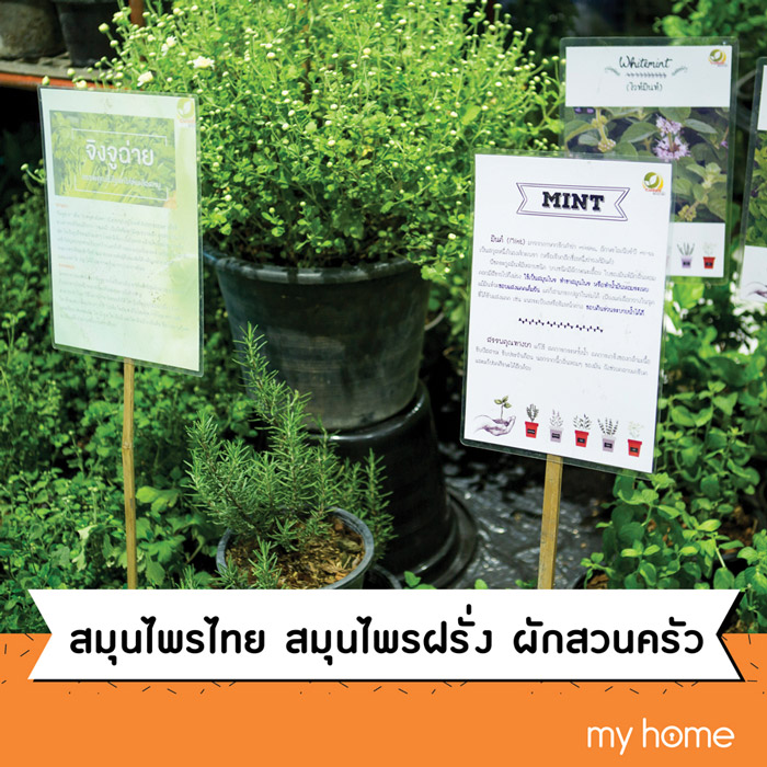 สมุนไพรไทย สมุนไพรฝรั่ง ผักสวนครัว โซนต้นไม้ งานบ้านและสวนแฟร์2108