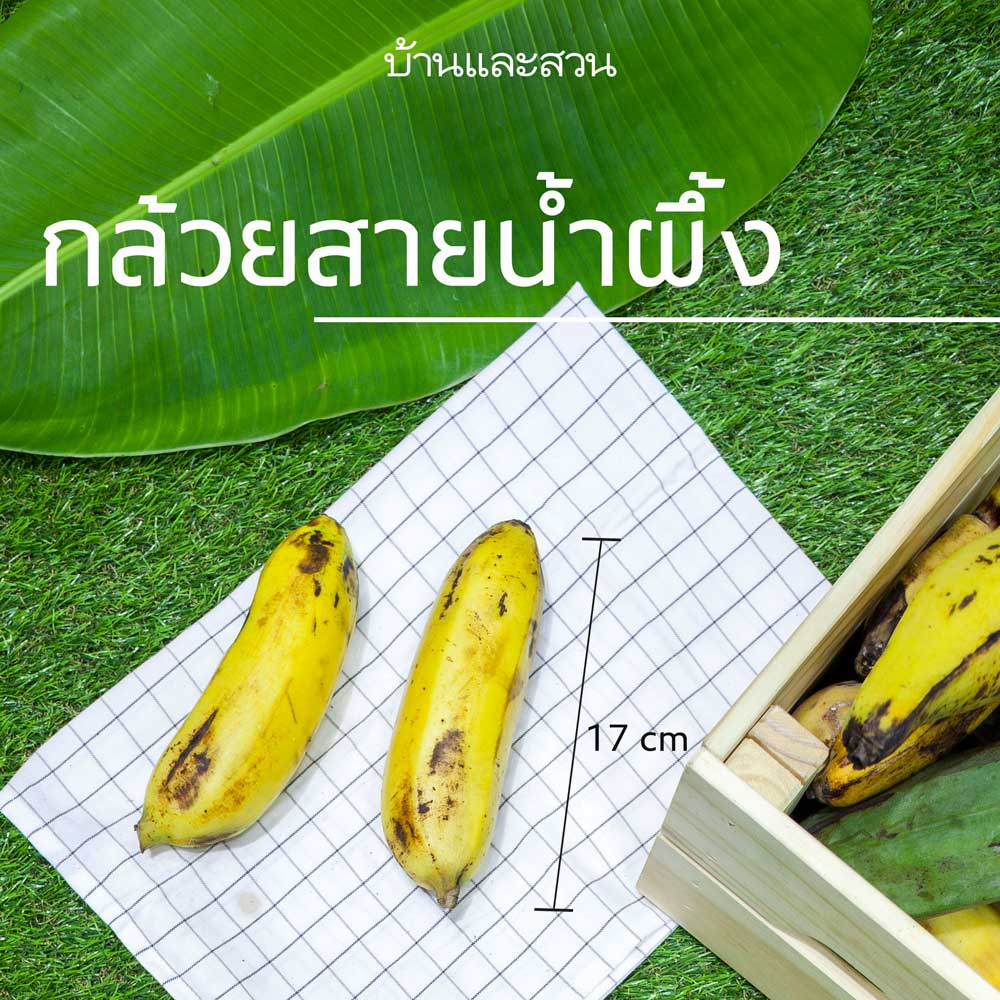 ปลูกกล้วย พันธุ์กล้วย กล้วยสายน้ำผึ้ง กล้วยแปลก หน่อกล้วย