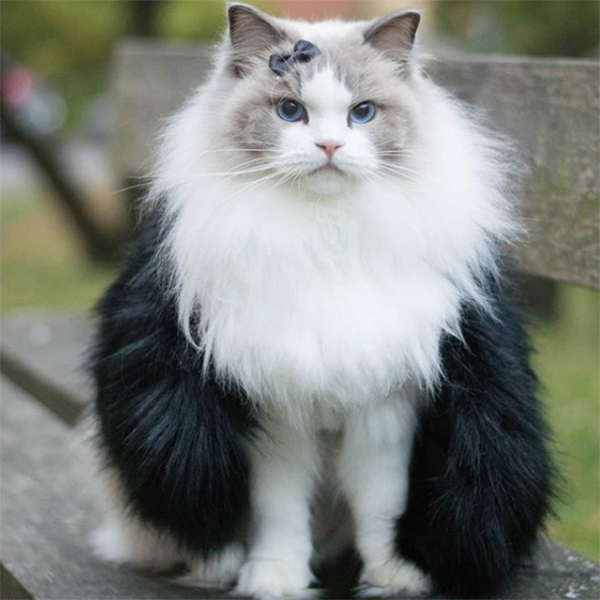 Aurorapurr cat