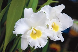queen sirikit orchid