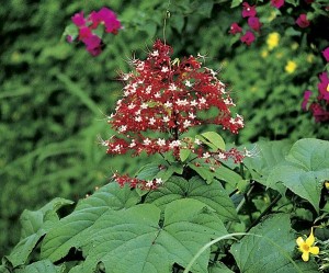 pagoda flower2