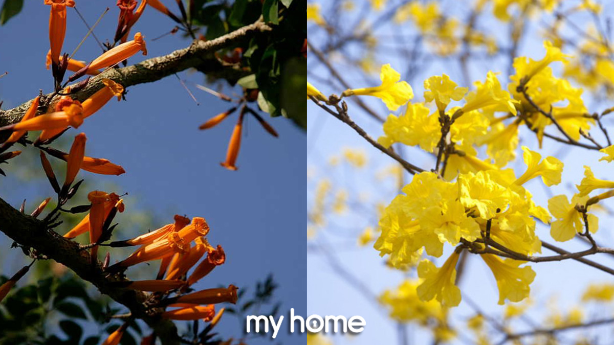 ต้นไม้ใหญ่ทนแดด ดอกไม้สีส้ม ดอกสีเหลือง