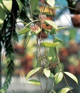 camphorifolia2