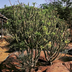 E.neriifolia1
