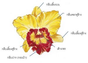 orchid-anatomy