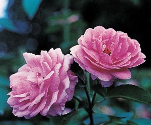 ดอกไม้หอมสีชมพู