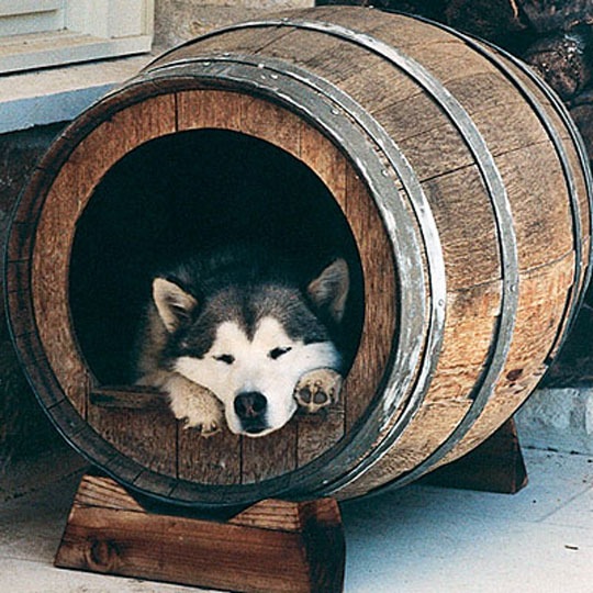 ภาพ : http://www.apartmenttherapy.com/five-inviting-diy-doghouses-187037