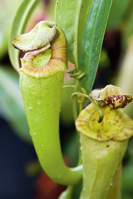 พืชกินแมลง หม้อข้าวหม้อแกงลิง (Nepenthes หรือ Tropical Pitcher Plant)