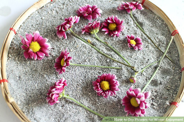 การทำดอกไม้แห้ง รักษารูปทรงดอกไม้ ทำดอกไม้แห้ง