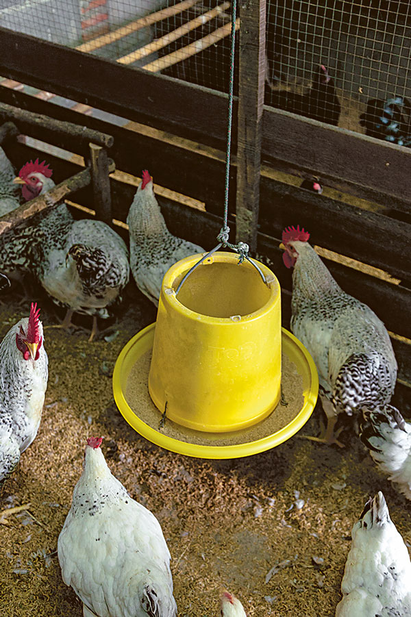วิธีการเลือกพันธุ์ไก่ไข่