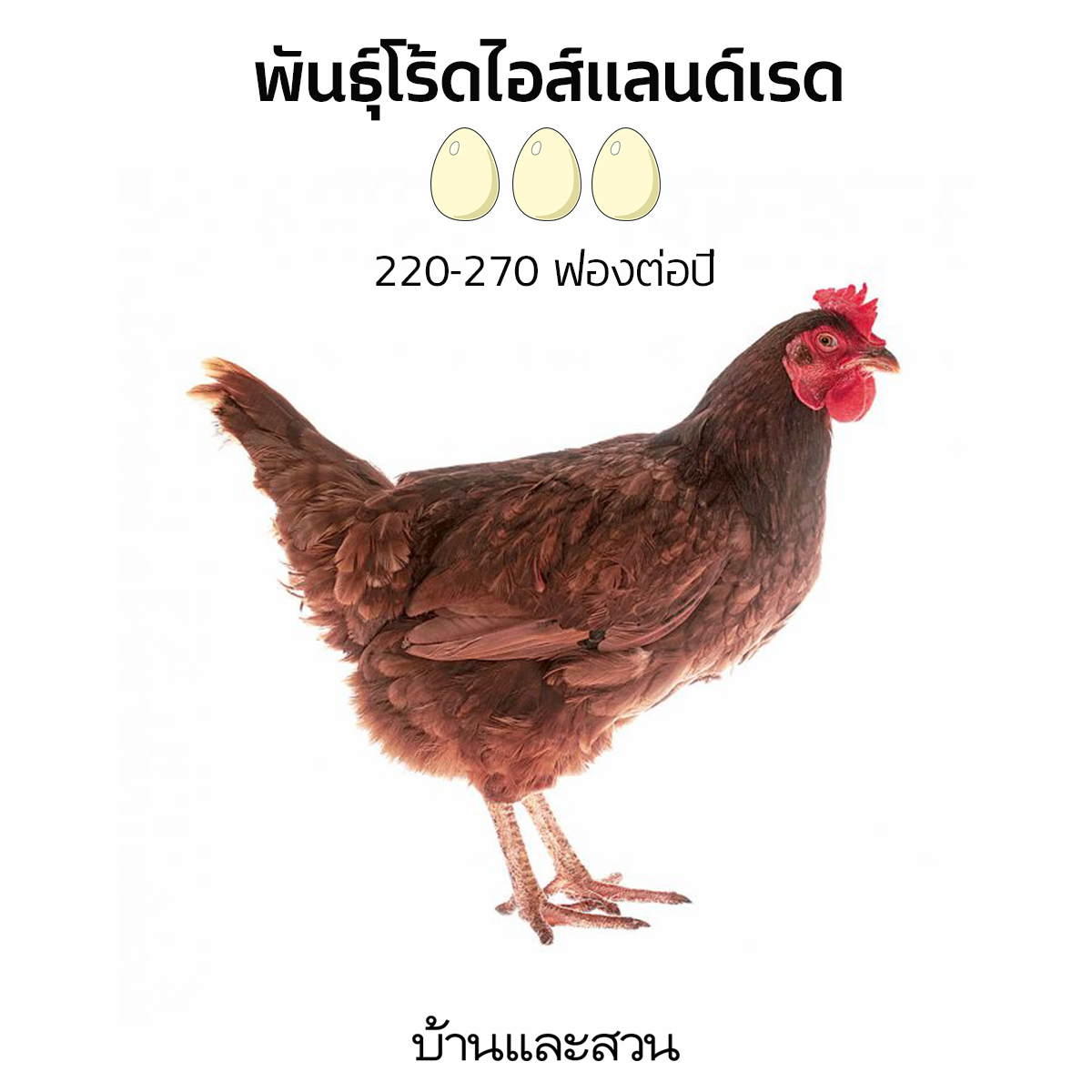 เลี้ยงไก่ไข่ ไก่ไข่