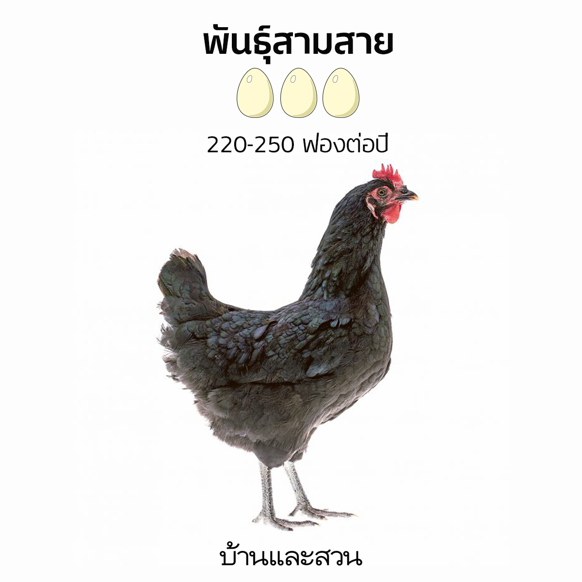 เลี้ยงไก่ ไก่ไข่