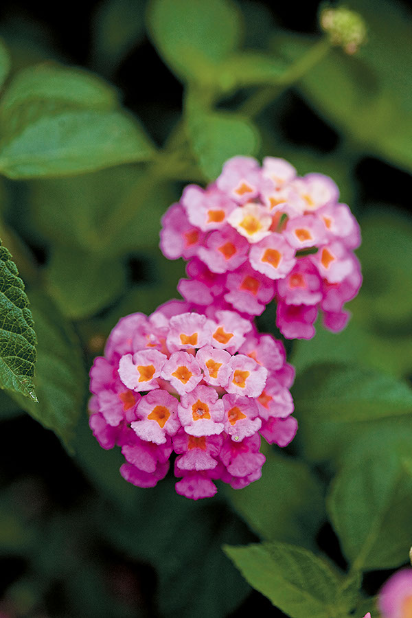 ผกากรอง creeping-lantana ต้นไม้ทนแดด