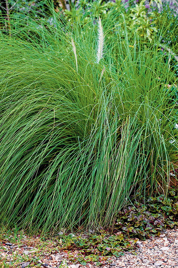 หญ้าน้ำพุ fountain-grass ต้นไม้ทนแดด