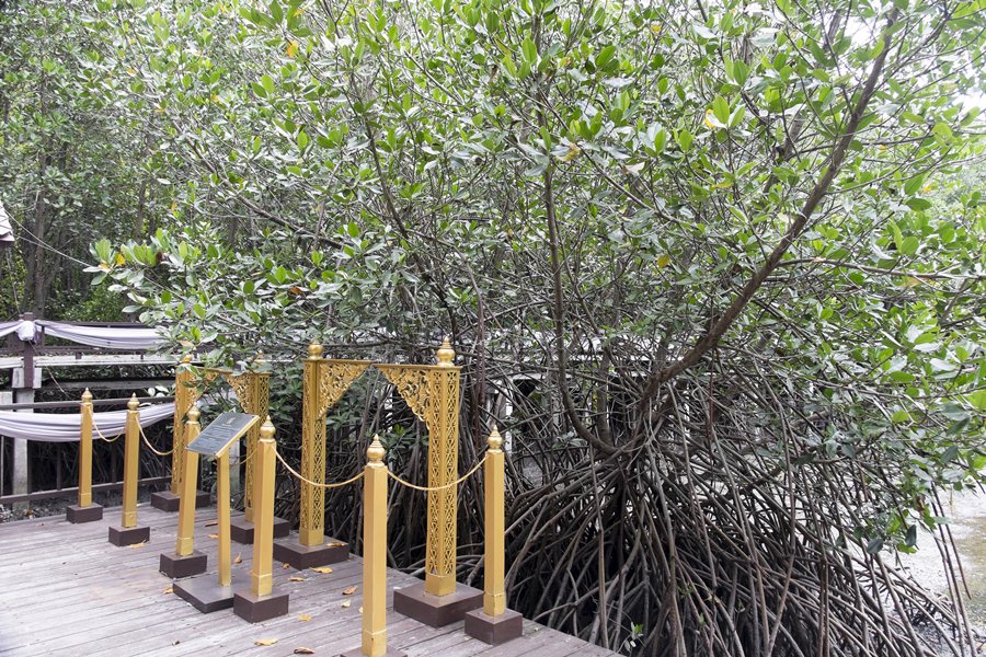 ต้นโกงกางทรงปลูก ป่าชายเลน