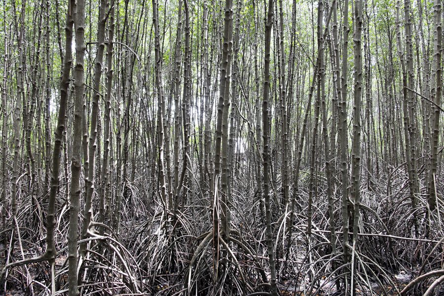 ป่าชายเลน ต้นโกงกาง 