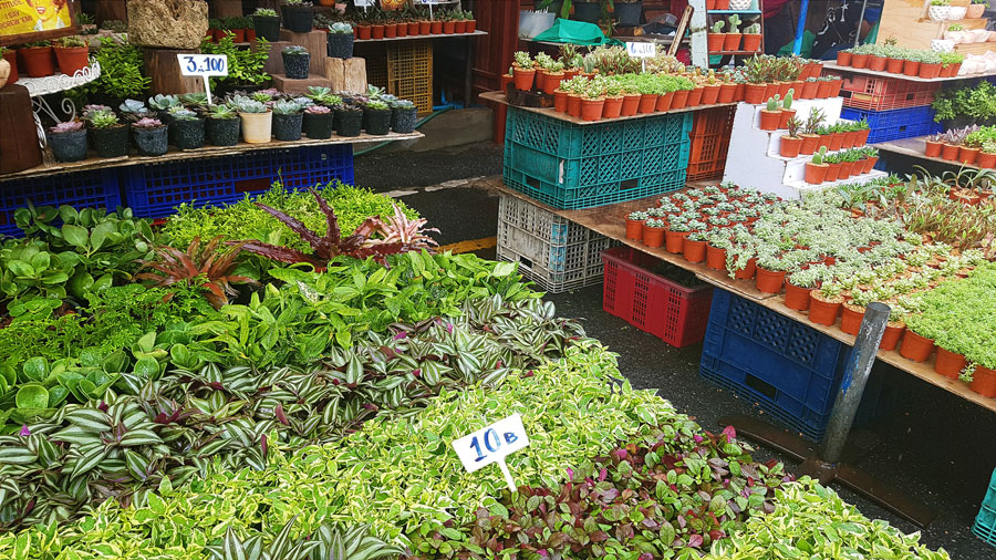 ตลาดต้นไม้ ตลาดต้นไม้ในกรุงเทพ