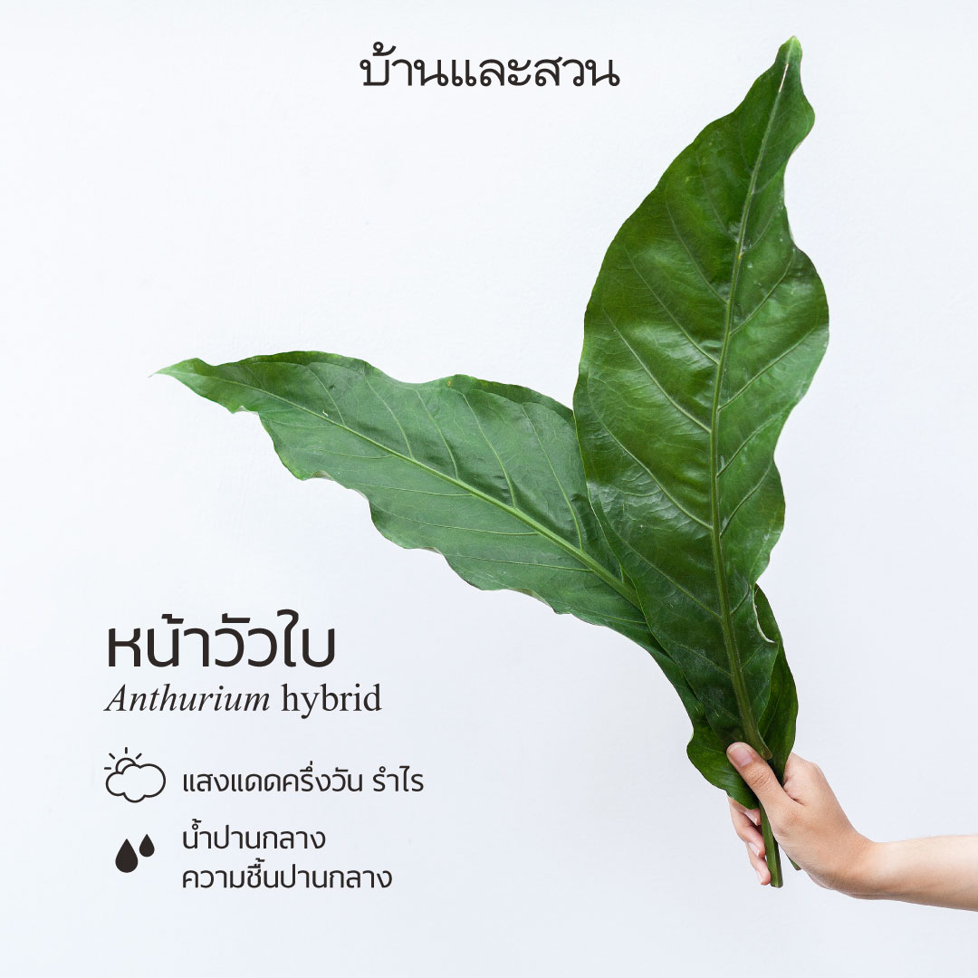 ไม้ใบ หน้าวัวใบ