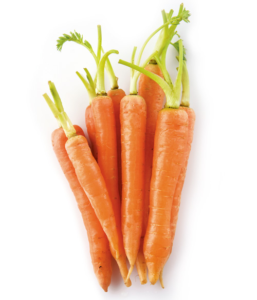 แครอท ปลูกแครอท ปลูกผักสวนครัวใช้หัว ปลูกแครอท