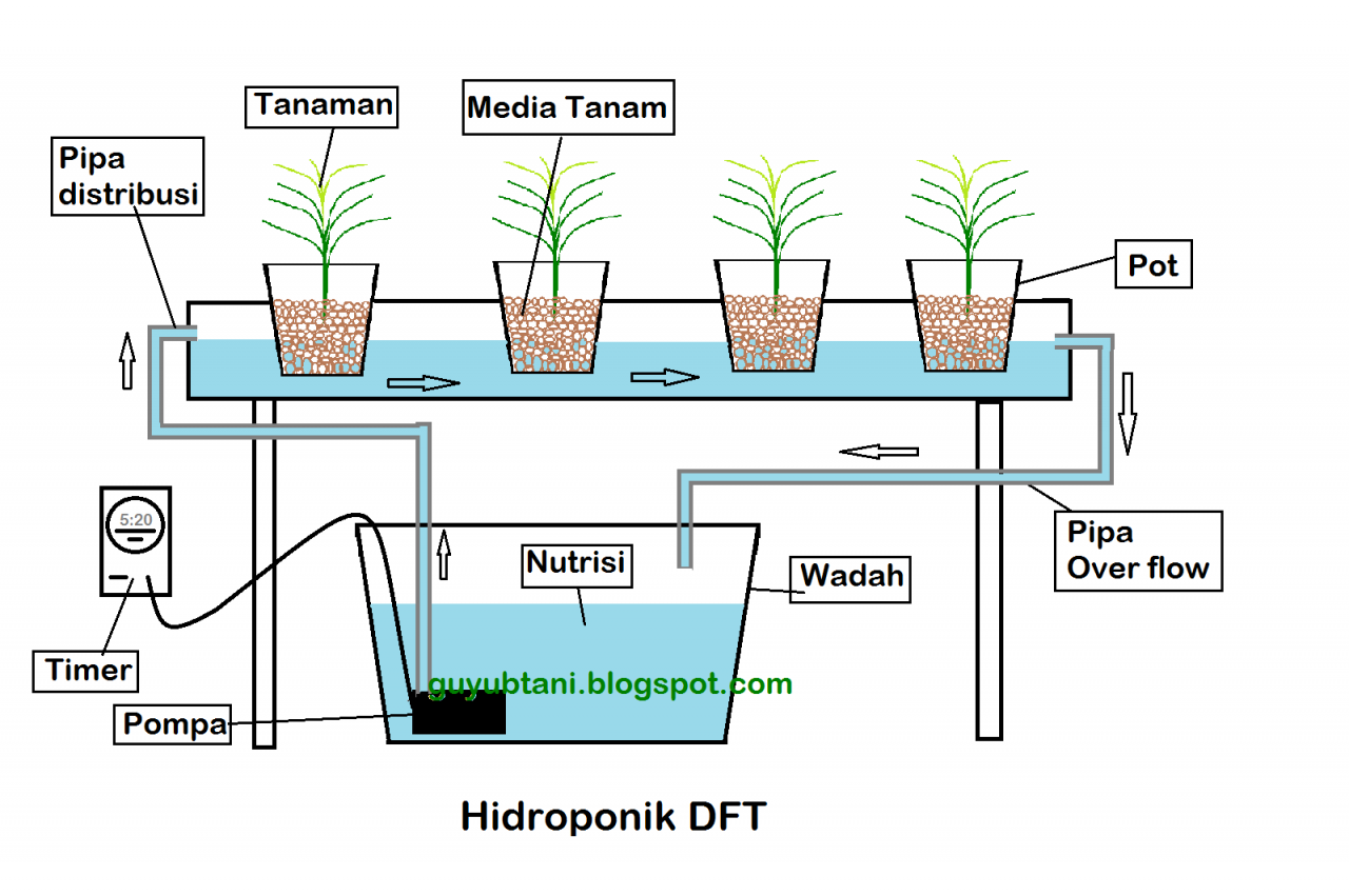 ปลูกผักไฮโดรโปนิกส์ DFT (Deep Flow Technique) 