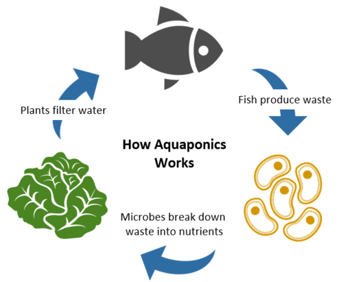 Aquaponics ปลูกผักไฮโดรโปนิกส์ การเลี้ยงปลา 