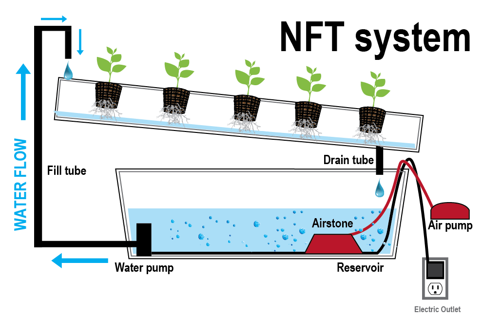 ปลูกผักไฮโดรโปนิกส์ NFT (Nutrient Film Technique)
