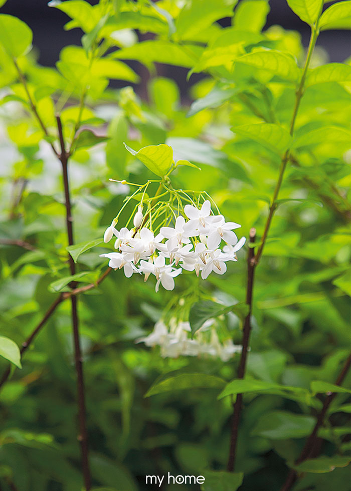 สวนขนาดเล็ก โมกพวง ดอกไม้สีขาว
