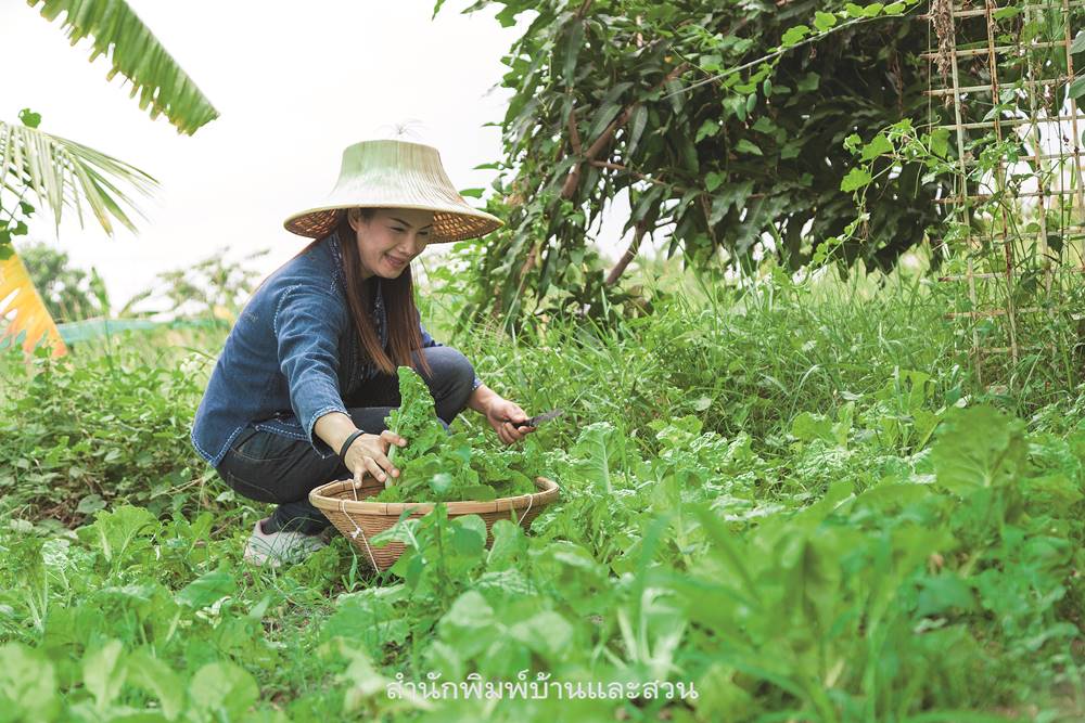 คุณกระถิน – ชลิตา ไทยแก่น ทำแหนมเห็ด