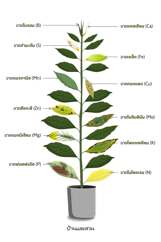 N P K  อาการขาดธาตุอาหารของต้นไม้ 