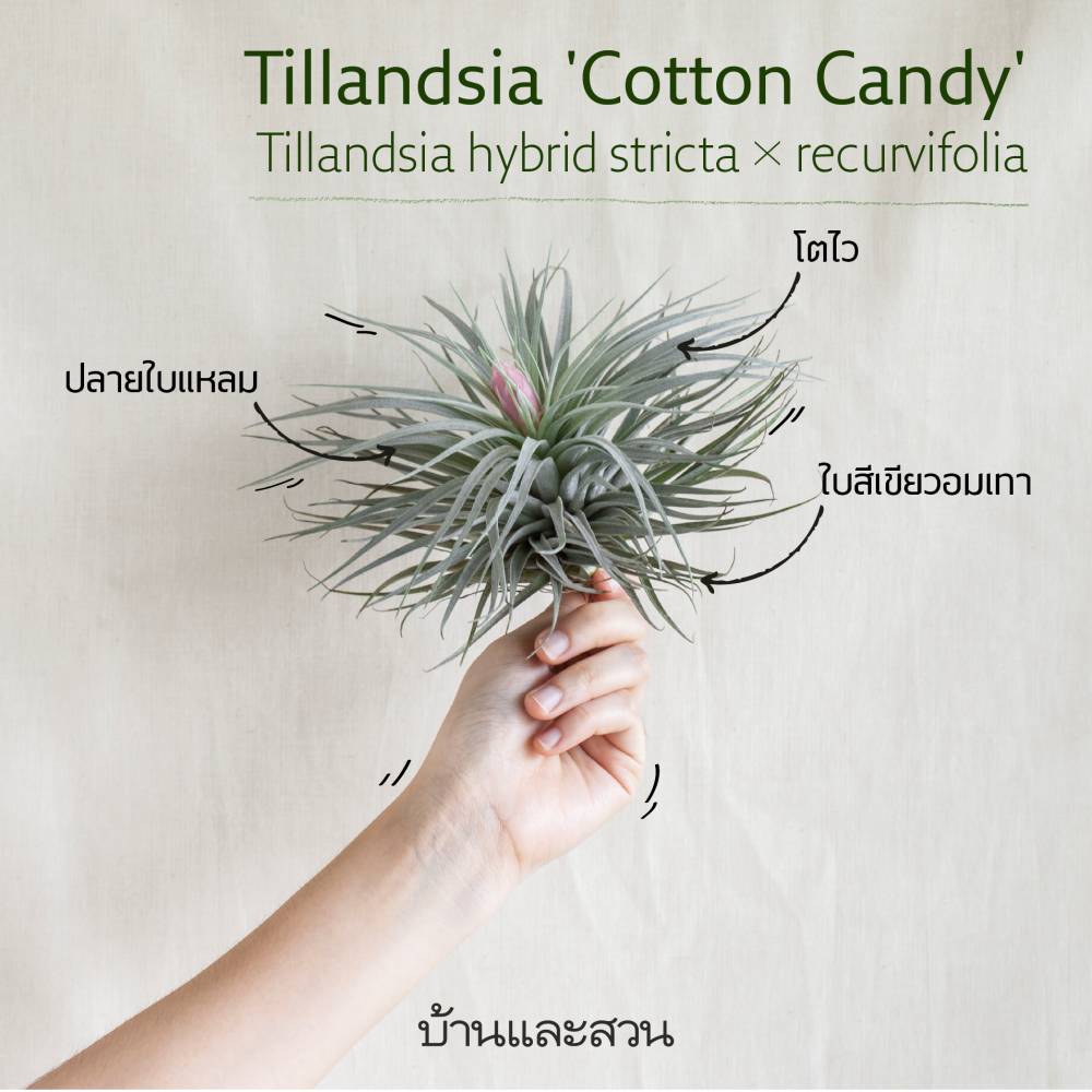 Tillandsia 'Cotton Candy'