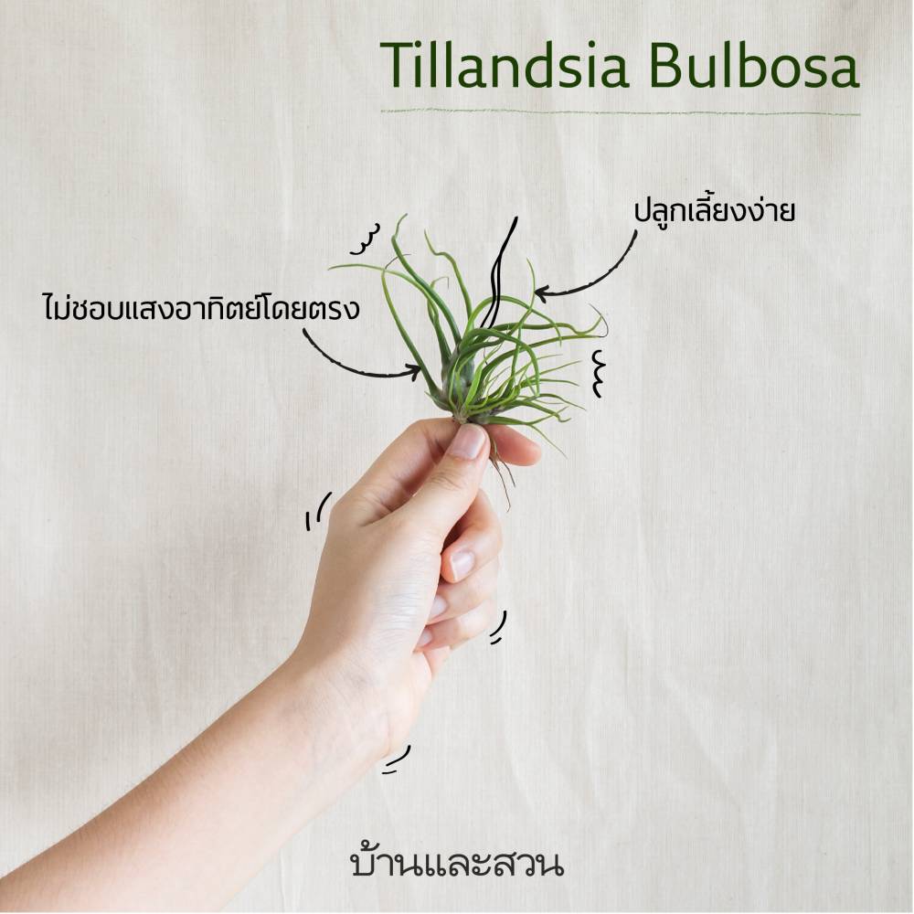 Tillandsia Bulbosa  ไม้รากอากาศ