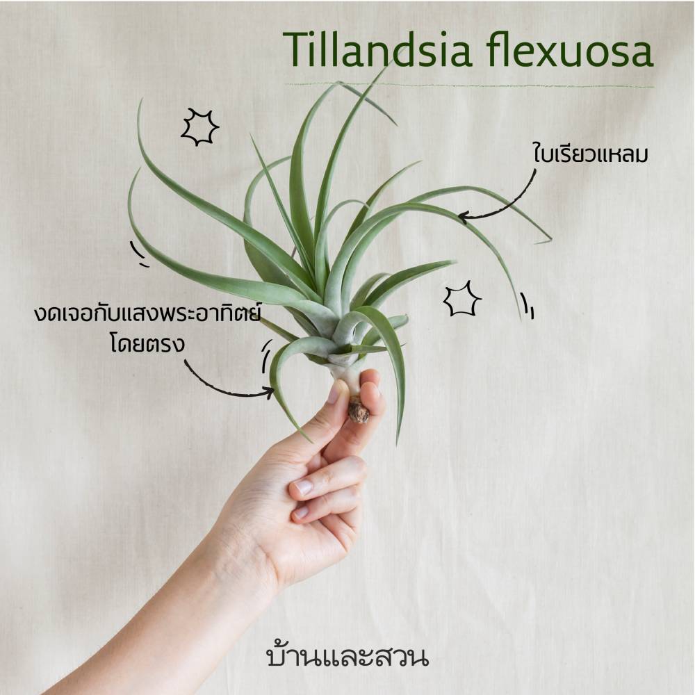 Tillandsia flexuosa ไม้รากอากาศ