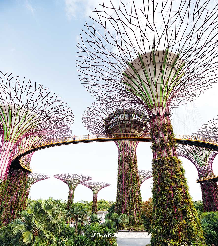 supertree Gardens by the Bay สวนสิงคโปร์