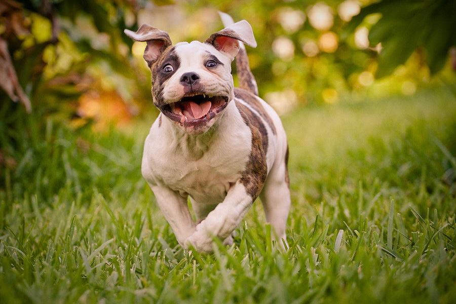 american bulldog อเมริกันบูลด็อก (American Bulldog) สุนัขที่เป็นมิตรกับเด็ก 