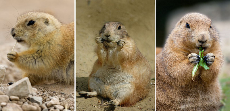 Prairie dog แพรรีด็อก