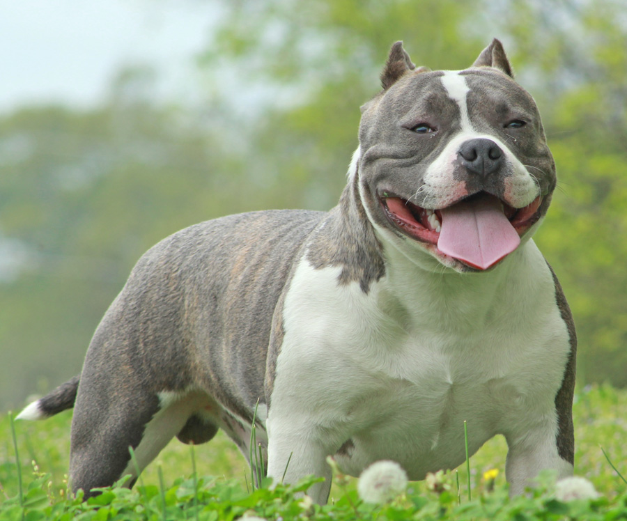 american pit bull terrier อเมริกันพิตบูล