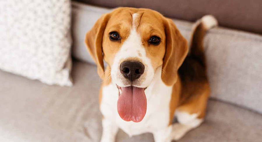 beagle บีเกิ้ล (Beagle) สุนัขที่เป็นมิตรกับเด็ก