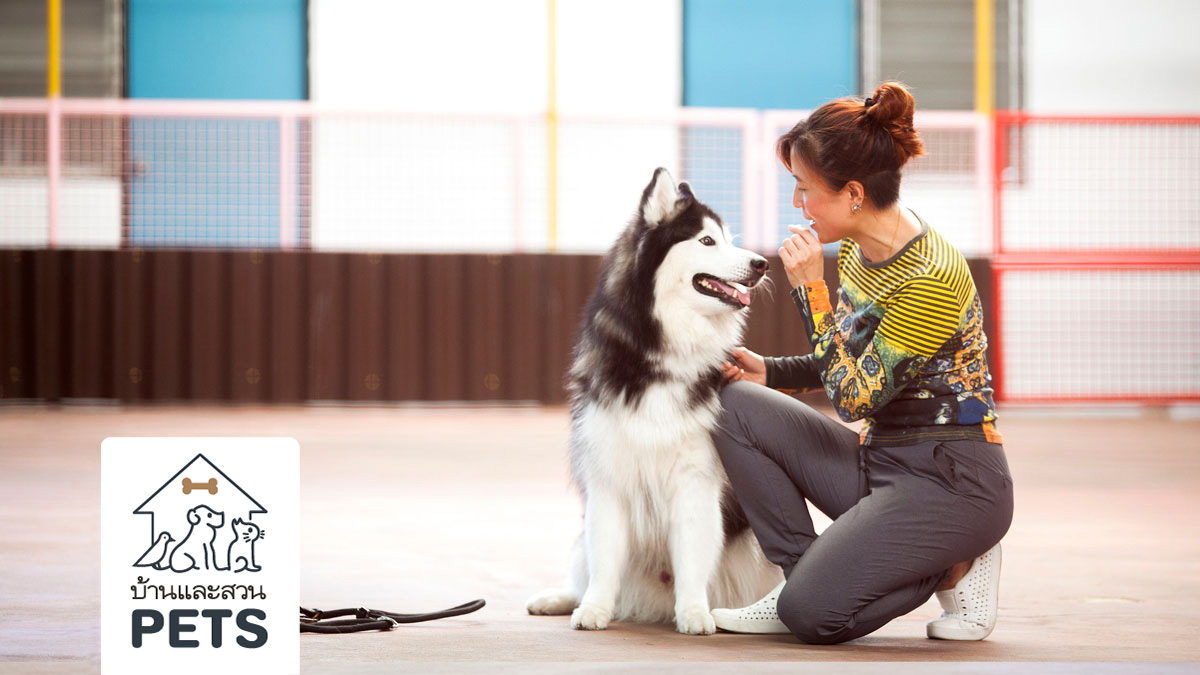 jojo house dog master