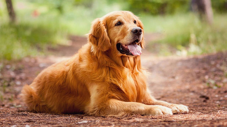 golden retriever โกลเด้น รีทรีฟเวอร์ (Golden Retriever)