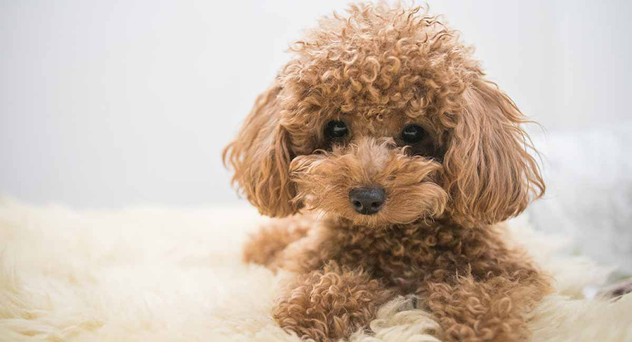 poodle พูเดิ้ล (Poodle) สุนัขที่เป็นมิตรกับเด็ก