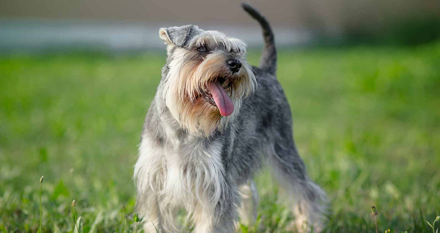 schnauzer ชเนาเซอร์ (Schnauzer) สุนัขที่เป็นมิตรกับเด็ก